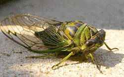 Evil green bug.