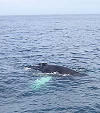 A Whale surfaces in Cape Cod Bay.